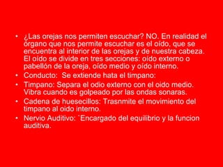 ¿Las orejas nos permiten escuchar? NO. En realidad el órgano que nos permite escuchar es el oído, que se encuentra al interior de las orejas y de nuestra cabeza. El oído se divide en tres secciones: oído externo o pabellón de la oreja, oído medio y oído interno.  Conducto:  Se extiende hata el timpano: Timpano: Separa el odio externo con el oido medio. Vibra cuando es golpeado por las ondas sonaras. Cadena de huesecillos: Trasnmite el movimiento del timpano al oido interno. Nervio Auditivo: `Encargado del equilibrio y la funcion auditiva. 