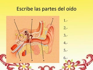 Escribe las partes del oído
                     1.-
                     2.-
                     3.-
                     4.-
                     5.-
                     6.-
 