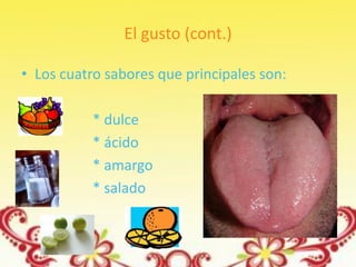 El gusto (cont.)

• Los cuatro sabores que principales son:

           * dulce
           * ácido
           * amargo
           * salado
 