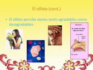 El olfato (cont.)

• El olfato percibe olores tanto agradables como
  desagradables.
 