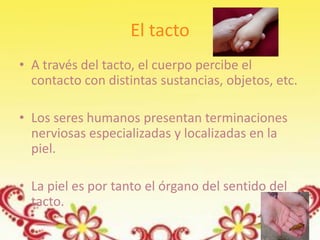 El tacto
• A través del tacto, el cuerpo percibe el
  contacto con distintas sustancias, objetos, etc.

• Los seres humanos presentan terminaciones
  nerviosas especializadas y localizadas en la
  piel.

• La piel es por tanto el órgano del sentido del
  tacto.
 