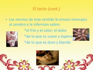 El tacto (cont.)

• Los nervios de este sentido le envian mensajes
  al cerebro y le informan sobre:
           *el frío y el calor; el dolor
           *de lo que es suave y áspero
           *de lo que es duro y blando
 