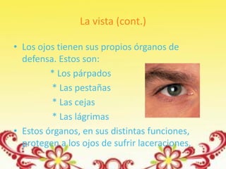 La vista (cont.)

• Los ojos tienen sus propios órganos de
  defensa. Estos son:
         * Los párpados
         * Las pestañas
         * Las cejas
         * Las lágrimas
• Estos órganos, en sus distintas funciones,
  protegen a los ojos de sufrir laceraciones.
 