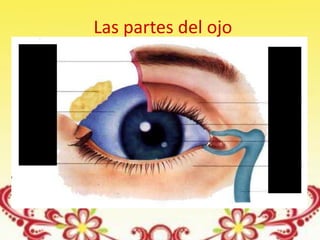 Las partes del ojo
 