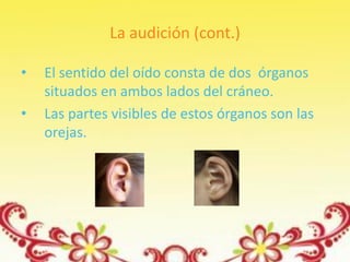La audición (cont.)

•   El sentido del oído consta de dos órganos
    situados en ambos lados del cráneo.
•   Las partes visibles de estos órganos son las
    orejas.
 