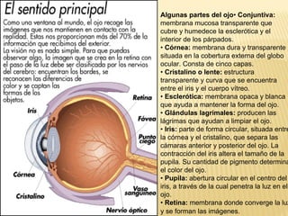 Algunas partes del ojo •  Conjuntiva:  membrana mucosa transparente que cubre y humedece la esclerótica y el interior de los párpados. •  Córnea:  membrana dura y transparente situada en la cobertura externa del globo ocular. Consta de cinco capas. •  Cristalino o lente:  estructura transparente y curva que se encuentra entre el iris y el cuerpo vítreo. •  Esclerótica:  membrana opaca y blanca que ayuda a mantener la forma del ojo. •  Glándulas lagrimales:  producen las lágrimas que ayudan a limpiar el ojo. •  Iris:  parte de forma circular, situada entre la córnea y el cristalino, que separa las cámaras anterior y posterior del ojo. La contracción del iris altera el tamaño de la pupila. Su cantidad de pigmento determina el color del ojo. •  Pupila:  abertura circular en el centro del iris, a través de la cual penetra la luz en el ojo. •  Retina:  membrana donde converge la luz y se forman las imágenes.   