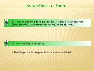 Los sentidos: el tacto El  tacto  nos informa de la dureza (duro/ blando), la temperatura  (frío/ caliente), la textura (liso/ rugoso) de los objetos...  La  piel  es el órgano del tacto.  -  Todas las partes del cuerpo no tienen la misma sensibilidad. 