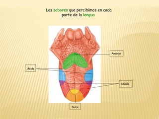 Amargo Ácido Dulce Salado Los  sabores  que percibimos en cada parte de la  lengua 