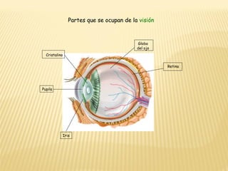 Cristalino Partes que se ocupan de la  visión Pupila Iris Retina Globo del ojo 