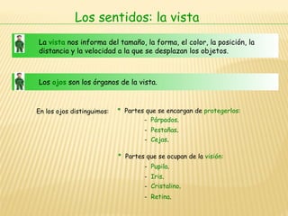 Los sentidos: la vista La  vista  nos informa del tamaño, la forma, el color, la posición, la distancia y la velocidad a la que se desplazan los objetos.  Los  ojos  son los órganos de la vista.  En los ojos distinguimos: *   Partes que se encargan de  protegerlos: *   Partes que se ocupan de la  visión: -  Párpados . -  Pestañas . -  Cejas . -  Pupila . -  Iris . -  Cristalino . -  Retina . 