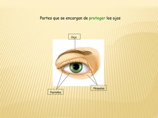 Ceja Pestañas Párpados Partes que se encargan de  proteger  los ojos 