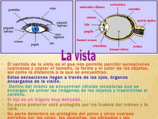 El sentido de la vista es el que nos permite percibir sensaciones luminosas y captar el tamaño, la forma y el color de los objetos, así como la distancia a la que se encuentran.   Estas sensaciones llegan a través de los ojos, órganos encargados de la visión. Dentro del mismo se encuentran células receptoras que se encargan de armar las imágenes de los objetos y trasmitirlas al cerebro.   El ojo es un órgano muy delicado.   Su parte posterior está protegida por los huesos del cráneo y la cara.   Su parte delantera es protegida del polvo y otros cuerpos extraños por las cejas, las pestañas, los párpados y las glándulas lagrimales.   La vista 