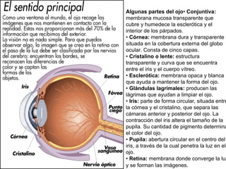 Algunas partes del ojo• Conjuntiva:
membrana mucosa transparente que
cubre y humedece la esclerótica y el
interior de los párpados.
• Córnea: membrana dura y transparente
situada en la cobertura externa del globo
ocular. Consta de cinco capas.
• Cristalino o lente: estructura
transparente y curva que se encuentra
entre el iris y el cuerpo vítreo.
• Esclerótica: membrana opaca y blanca
que ayuda a mantener la forma del ojo.
• Glándulas lagrimales: producen las
lágrimas que ayudan a limpiar el ojo.
• Iris: parte de forma circular, situada entre
la córnea y el cristalino, que separa las
cámaras anterior y posterior del ojo. La
contracción del iris altera el tamaño de la
pupila. Su cantidad de pigmento determina
el color del ojo.
• Pupila: abertura circular en el centro del
iris, a través de la cual penetra la luz en el
ojo.
• Retina: membrana donde converge la luz
y se forman las imágenes.
 