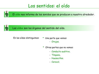 Los sentidos: el oído
El oído nos informa de los sonidos que se producen a nuestro alrededor.




Los oídos son los órganos del sentido del oído.


En los oídos distinguimos:   * Una parte que vemos:
                                   - Orejas.

                             * Otras partes que no vemos:
                                   - Conducto auditivo.
                                   - Tímpano.
                                   - Huesecillos.
                                   - Caracol.
 