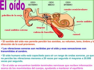 El sentido del oído nos permite percibir los sonidos, su volumen, tono, timbre y la
dirección de la cual provienen.
Las vibraciones sonoras son recibidas por el oído y esas sensaciones son
transmitidas al cerebro.
El oído humano sólo está capacitado para oír un rango de ondas sonoras, ya que
no percibe las vibraciones menores a 20 veces por segundo ni mayores a 20.000
veces por segundo.
En el oído se encuentran también terminales nerviosas que reciben información
acerca de los movimientos del cuerpo, ayudando a mantener el equilibrio
 