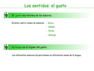 Los sentidos: el gusto

El gusto nos informa de los sabores.


Existen cuatro clases de sabores: - Dulce.
                                  - Salado.
                                   - Ácido.

                                   - Amargo.




La lengua es el órgano del gusto.


Los diferentes sabores los percibimos en diferentes zonas de la lengua.
 