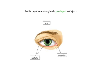 Partes que se encargan de proteger los ojos



                Ceja




                            Párpados
     Pestañas
 