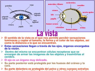  El sentido de la vista es el que nos permite percibir sensaciones
  luminosas y captar el tamaño, la forma y el color de los objetos, así
  como la distancia a la que se encuentran.
 Estas sensaciones llegan a través de los ojos, órganos encargados
  de la visión.
 Dentro del mismo se encuentran células receptoras que se
  encargan de armar las imágenes de los objetos y trasmitirlas al
  cerebro.
 El ojo es un órgano muy delicado.
 Su parte posterior está protegida por los huesos del cráneo y la
  cara.
 Su parte delantera es protegida del polvo y otros cuerpos extraños
 