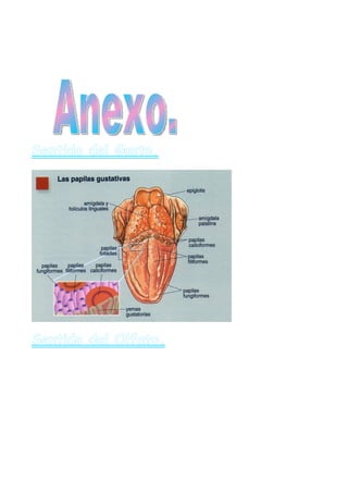 Sentido del Gusto.




Sentido del Olfato.
 