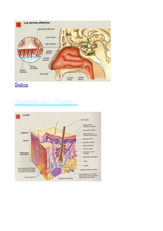 Índice



Sentido del Tacto.
 