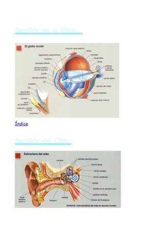 Sentido de la Vista.




Índice



Sentido del Oído.
 