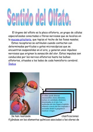 El órgano del olfato es la placa olfatoria, un grupo de células
especializadas conectadas a fibras nerviosas que se localiza en
la mucosa pituitaria, que tapiza el techo de las fosas nasales.
   Estos receptores se estimulan cuando contactan con
determinadas partículas o gotas microscópicas que se
encuentran suspendidas en el aire, y generan unos impulsos
nerviosos que originan la sensación del olor. Estos impulsos son
conducidos por los nervios olfatorios hasta los bulbos
olfatorios, situados a los lados de cada hemisferio cerebral.
Índice




                              El olfato puede detectar
                              innumerables olores diferentes,
                              incluso en cantidades diminutas
                              diseminadas en el aire. Las
                              moléculas del olor llegan al epitelio
                              olfatorio a través del aire respirado o
                              ascienden desde la garganta al
                              masticar o tragar.


   Se han realizado                          clasificaciones
fijándose en los elementos químicos asociados a los olores de
 