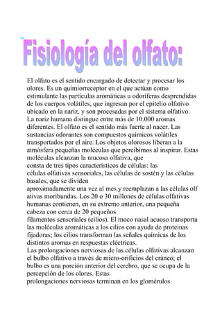 El olfato es el sentido encargado de detectar y procesar los
olores. Es un quimiorreceptor en el que actúan como
estimulante las partículas aromáticas u odoríferas desprendidas
de los cuerpos volátiles, que ingresan por el epitelio olfativo
ubicado en la nariz, y son procesadas por el sistema olfativo.
La nariz humana distingue entre más de 10.000 aromas
diferentes. El olfato es el sentido más fuerte al nacer. Las
sustancias odorantes son compuestos químicos volátiles
transportados por el aire. Los objetos olorosos liberan a la
atmósfera pequeñas moléculas que percibimos al inspirar. Estas
moléculas alcanzan la mucosa olfativa, que
consta de tres tipos característicos de células: las
células olfativas sensoriales, las células de sostén y las células
basales, que se dividen
aproximadamente una vez al mes y reemplazan a las células olf
ativas moribundas. Los 20 o 30 millones de células olfativas
humanas contienen, en su extremo anterior, una pequeña
cabeza con cerca de 20 pequeños
filamentos sensoriales (cilios). El moco nasal acuoso transporta
las moléculas aromáticas a los cilios con ayuda de proteínas
fijadoras; los cilios transforman las señales químicas de los
distintos aromas en respuestas eléctricas.
Las prolongaciones nerviosas de las células olfativas alcanzan
el bulbo olfativo a través de micro-orificios del cráneo; el
bulbo es una porción anterior del cerebro, que se ocupa de la
percepción de los olores. Estas
prolongaciones nerviosas terminan en los glomérulos
 