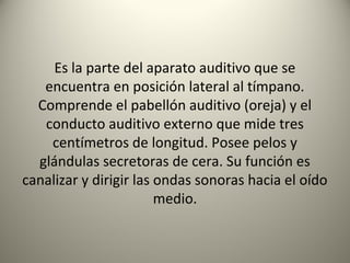 Es la parte del aparato auditivo que se
   encuentra en posición lateral al tímpano.
  Comprende el pabellón auditivo (oreja) y el
   conducto auditivo externo que mide tres
    centímetros de longitud. Posee pelos y
  glándulas secretoras de cera. Su función es
canalizar y dirigir las ondas sonoras hacia el oído
                        medio.
 