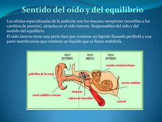 Sentido del oído y del equilibrio
Las células especializadas de la audición son los mecano-receptores (sensibles a los
cambios de presión), alojadas en el oído interno. Responsables del oído y del
sentido del equilibrio.
El oído interno tiene una parte ósea que contiene un líquido llamado perilinfa y una
parte membranosa que contiene un líquido que se llama endolinfa.
 