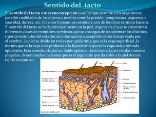Sentido del tacto
El sentido del tacto o mecano recepción es aquel que permite a los organismos
percibir cualidades de los objetos y medios como la presión, temperatura, aspereza o
suavidad, dureza, etc. En el ser humano se considera uno de los cinco sentidos básicos.
El sentido del tacto se halla principalmente en la piel, órgano en el que se encuentran
diferentes clases de receptores nerviosos que se encargan de transformar los distintos
tipos de estímulos del exterior en información susceptible de ser interpretada por
el cerebro. La piel se divide en tres capas: epidermis, que es la capa superficial ,la
dermis que es la capa más profunda e la hipodermis que es la capa más profunda
epidermis: Esta constituida por un tejido epitelial. Está formada por células muertas
plegadas, denominadas melanina que es el pigmento que da color a la piel dermis:
tejido conjuntivo.
 