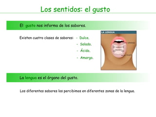 Los sentidos: el gusto

El gusto nos informa de los sabores.


Existen cuatro clases de sabores: - Dulce.
                                  - Salado.
                                   - Ácido.

                                   - Amargo.




La lengua es el órgano del gusto.


Los diferentes sabores los percibimos en diferentes zonas de la lengua.
 