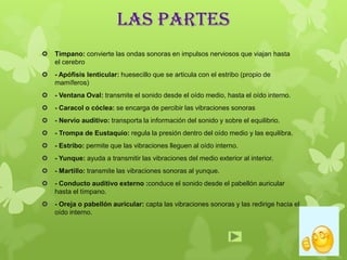 Las partes
 Tímpano: convierte las ondas sonoras en impulsos nerviosos que viajan hasta
el cerebro
 - Apófisis lenticular: huesecillo que se articula con el estribo (propio de
mamíferos)
 - Ventana Oval: transmite el sonido desde el oído medio, hasta el oído interno.
 - Caracol o cóclea: se encarga de percibir las vibraciones sonoras
 - Nervio auditivo: transporta la información del sonido y sobre el equilibrio.
 - Trompa de Eustaquio: regula la presión dentro del oído medio y las equilibra.
 - Estribo: permite que las vibraciones lleguen al oído interno.
 - Yunque: ayuda a transmitir las vibraciones del medio exterior al interior.
 - Martillo: transmite las vibraciones sonoras al yunque.
 - Conducto auditivo externo :conduce el sonido desde el pabellón auricular
hasta el tímpano.
 - Oreja o pabellón auricular: capta las vibraciones sonoras y las redirige hacia el
oído interno.
 