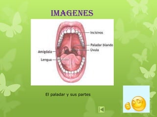 IMAGENES
El paladar y sus partes
 