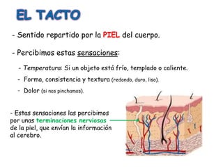 - Sentido repartido por la PIEL del cuerpo. 
- Percibimos estas sensaciones: 
- Temperatura: Si un objeto está frío, templado o caliente. 
- Forma, consistencia y textura (redondo, duro, liso). 
- Dolor (si nos pinchamos). 
- Estas sensaciones las percibimos 
por unas terminaciones nerviosas 
de la piel, que envían la información 
al cerebro. 
 
