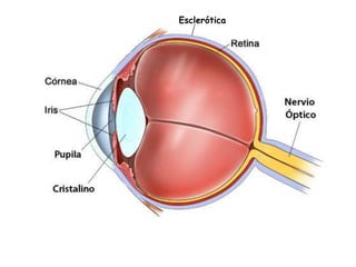 Esclerótica 
 