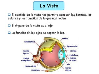 La Vista
 El sentido de la vista nos permite conocer las formas, los
colores y los tamaños de lo que nos rodea.
 El órga...