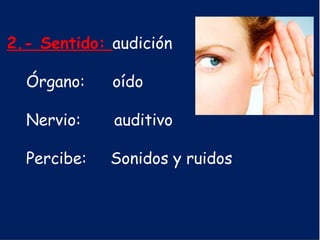 2.- Sentido: audición
Órgano: oído
Nervio: auditivo
Percibe: Sonidos y ruidos
 
