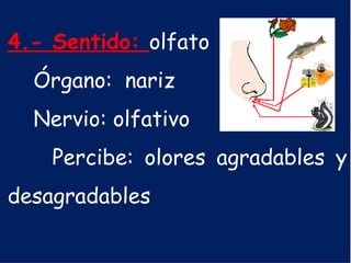 4.- Sentido: olfato
Órgano: nariz
Nervio: olfativo
Percibe: olores agradables y
desagradables
 