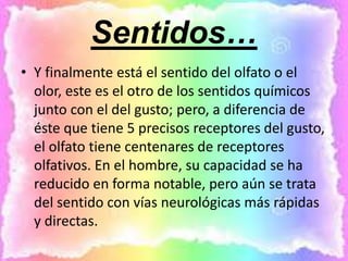 Sentidos…
• Y finalmente está el sentido del olfato o el
olor, este es el otro de los sentidos químicos
junto con el del gusto; pero, a diferencia de
éste que tiene 5 precisos receptores del gusto,
el olfato tiene centenares de receptores
olfativos. En el hombre, su capacidad se ha
reducido en forma notable, pero aún se trata
del sentido con vías neurológicas más rápidas
y directas.
 