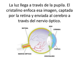 La luz llega a través de la pupila. El
cristalino enfoca esa imagen, captada
por la retina y enviada al cerebro a
través del nervio óptico.
 