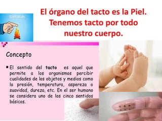 El órgano del tacto es la Piel.
Tenemos tacto por todo
nuestro cuerpo.
 