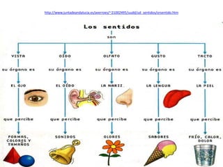 http://www.juntadeandalucia.es/averroes/~21002495/uudd/ud_sentidos/orsentido.htm
 
