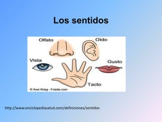 Los sentidos
http://www.enciclopediasalud.com/definiciones/sentidos
 