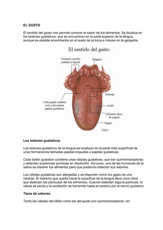 EL GUSTO
El sentido del gusto nos permite conocer el sabor de los alimentos. Se localiza en
los botones gustativos, que se encuentran en la parte superior de la lengua,
aunque es posible encontrarlos en el suelo de la boca e incluso en la garganta.
Los botones gustativos
Los botones gustativos de la lengua se localizan en la parte más superficial de
unas formaciones llamadas papilas linguales o papilas gustativas.
Cada botón gustativo contiene unas células gustativas, que son quimiorreceptoras
y detectan sustancias químicas en disolución. Así pues, una de las funciones de la
saliva es disolver los alimentos para que podamos detectar sus sabores.
Las células gustativas son alargadas y se disponen como los gajos de una
naranja. El extremo que queda hacia la superficie de la lengua lleva unos cilios
que detectan las partículas de los alimentos. Cuando detectan alguna partícula, la
célula se excita y la excitación se transmite hasta el cerebro por el nervio gustativo
Tipos de sabores
Tanto las células del olfato como las del gusto son quimiorreceptoras; sin
 