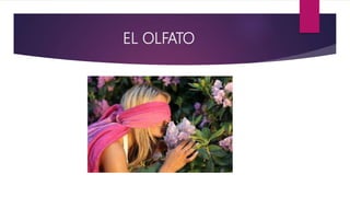 EL OLFATO
 
