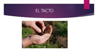 EL TACTO
 