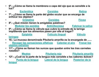 •   6ª.- ¿Cómo se llama la membrana o capa del ojo que es sensible a la
    luz?
•            Esclerótica               Coroides                      Retina
•   7ª.- ¿Cómo se llama la parte del globo ocular que se encarga de
    enfocar los objetos?
•               Cristalino               Coroides                    Fóvea
•   8ª.- ¿Qué misión tienen la amígdalas palatinas?
•         Modular los sonidos          Antiinfecciosa         Fabricar la saliva
•   9ª.- ¿Cómo se llama la válvula que cubre la entrada de la laringe
    impidiendo que los alimentos pasen por ella al tragar?
•              Epiglotis               Folículo lingual            Válvula
    laríngea
•   10.- La mucosa denominada Pituitaria amarilla es la encargada de ......
•       Recoger las sensaciones olfativas        Calentar el aire    Frenar los
    objetos extraños
•   11ª.- ¿Cómo se llaman los surcos que quedan entre los tres cornetes
    nasales?
•              Meatos                 Pituitaria roja          Pituitaria amarilla
•   12ª.- ¿Cuál es la parte de la lengua más sensible a los sabores dulces?
•          Punta de la lengua        Lateral de la lengua       Posterior de la
    lengua
 