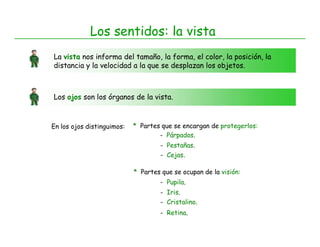 Los sentidos: la vista
La vista nos informa del tamaño, la forma, el color, la posición, la
distancia y la velocidad a la que se desplazan los objetos.



Los ojos son los órganos de la vista.



En los ojos distinguimos:   * Partes que se encargan de protegerlos:
                                    - Párpados.
                                    - Pestañas.
                                    - Cejas.

                            * Partes que se ocupan de la visión:
                                    - Pupila.
                                    - Iris.
                                    - Cristalino.
                                    - Retina.
 