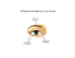 Partes que se encargan de proteger los ojos



                Ceja




                            Párpados
     Pestañas
 