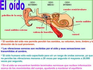 El sentido del oído nos permite percibir los sonidos, su volumen, tono, timbre y la
dirección de la cual provienen.
Las vibraciones sonoras son recibidas por el oído y esas sensaciones son
transmitidas al cerebro.
El oído humano sólo está capacitado para oír un rango de ondas sonoras, ya que
no percibe las vibraciones menores a 20 veces por segundo ni mayores a 20.000
veces por segundo.
En el oído se encuentran también terminales nerviosas que reciben información
acerca de los movimientos del cuerpo, ayudando a mantener el equilibrio
 